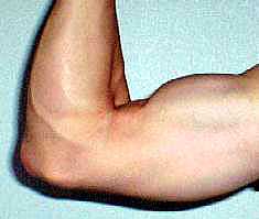 私の腕(父の貫禄)