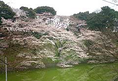 璹̎