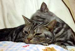 r܂
