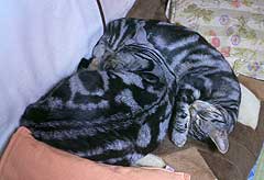 L