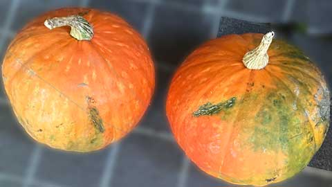 乾燥ひしおこうじ