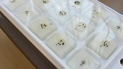 100均製品で水耕栽培