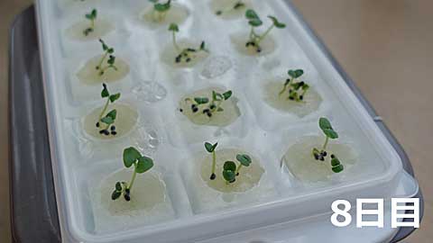 水耕栽培8日目のバジル