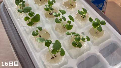 18日目のバジル