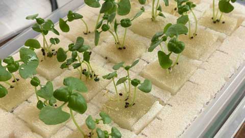 水耕栽培のバジル