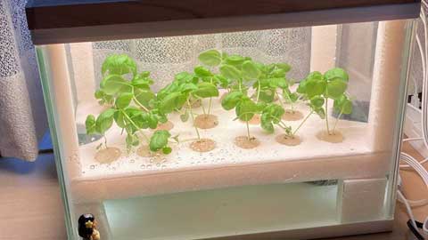 LED照明水耕栽培の仕掛けをDIY