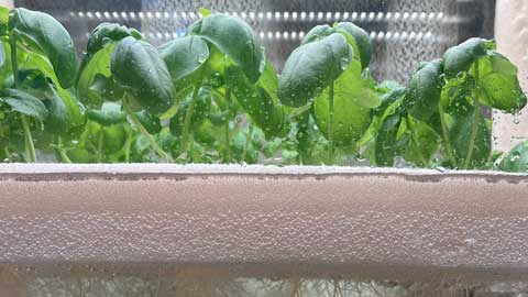 水耕栽培35日目のバジル