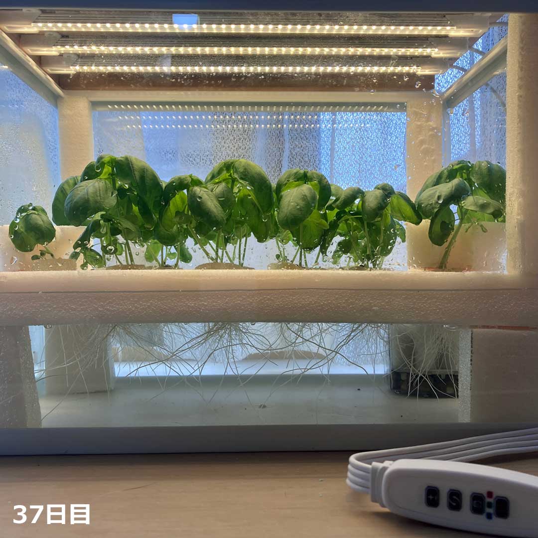 水耕栽培37日目のバジル