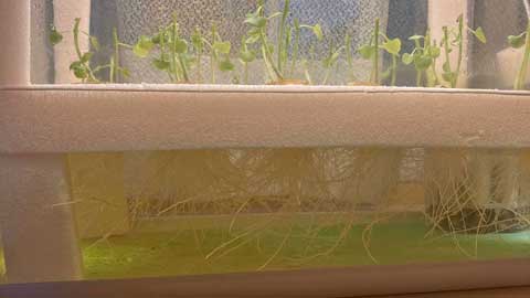 丸坊主になったバジル、次の収穫に期待