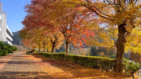 落ち葉踏み分け玄関へ