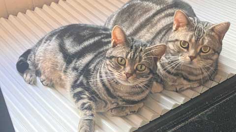 朝ぶろに入らないのと猫たち