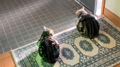 玄関に佇む猫たち